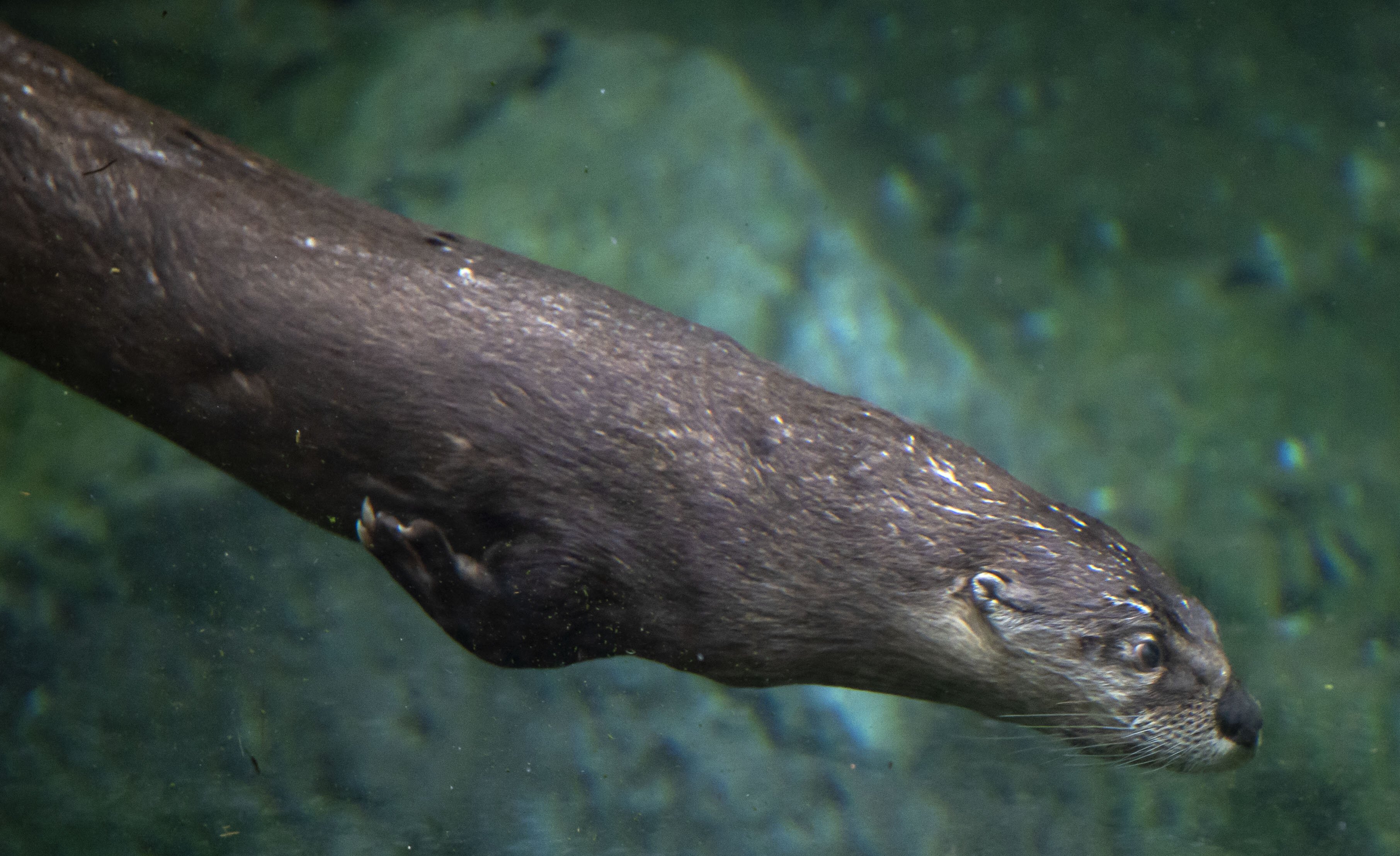 tyson_new otter_1.jpg